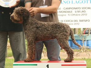bagnara12-02