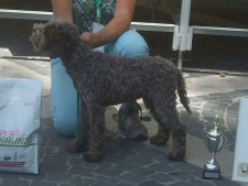mercogliano12-02