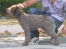 mercogliano12-03