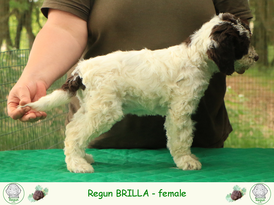 brilla01
