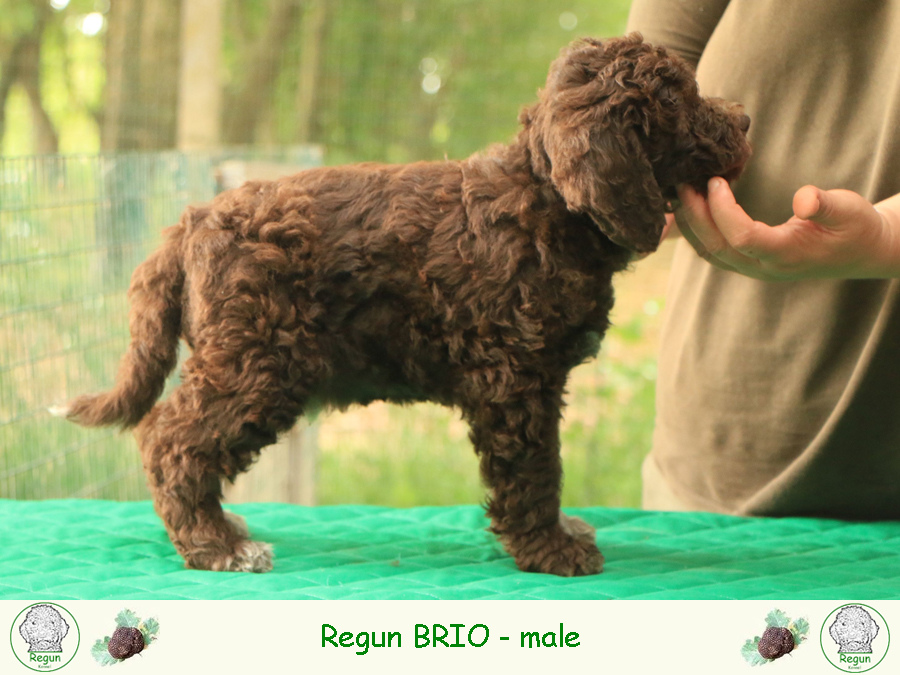 brio01