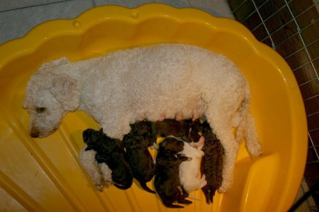 c-litter