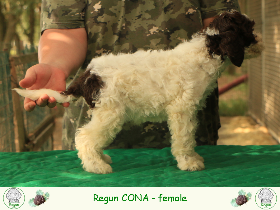 cona01