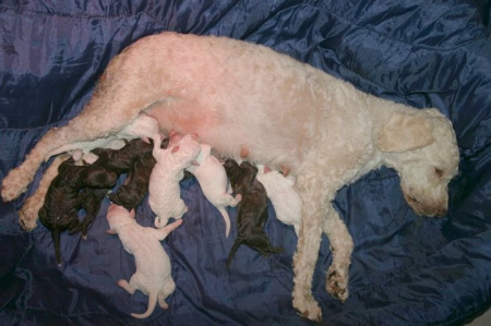 d-litter