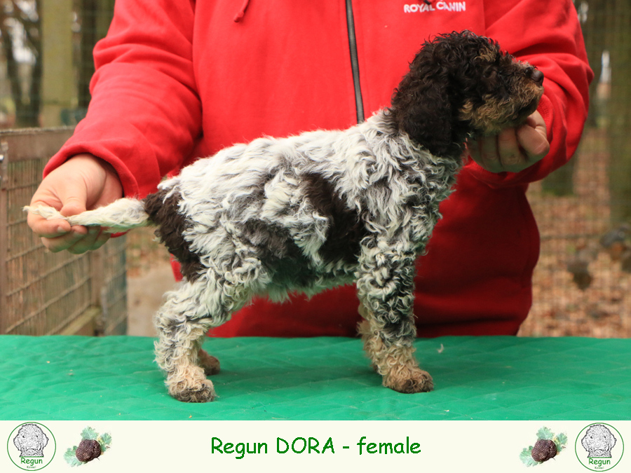 dora01