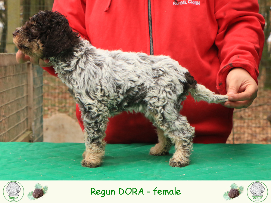 dora02