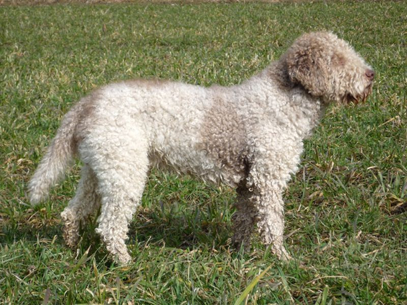 baleno-juno-DSDB