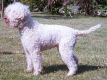 bernyDF