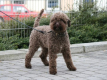 riccias-felice-furbione