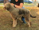 ulisse