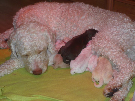 e-litter
