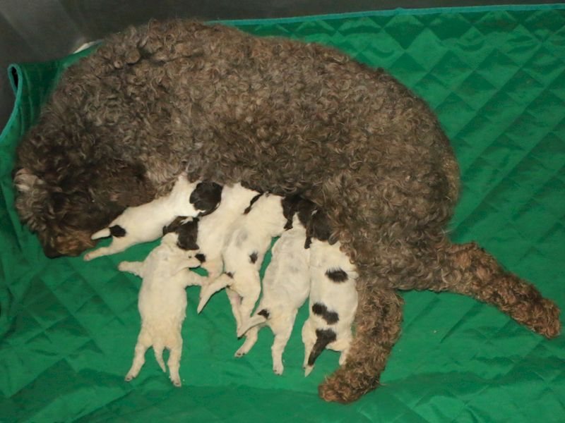 e2-litter01