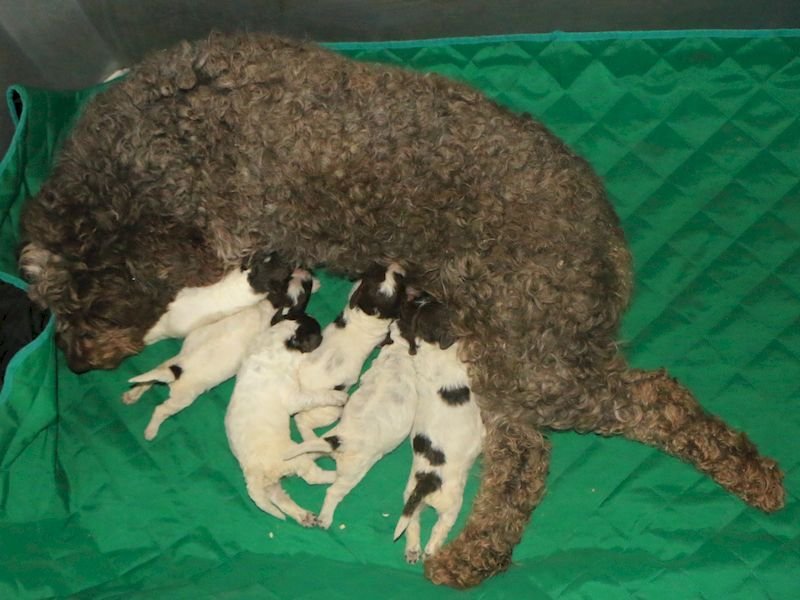 e2-litter02
