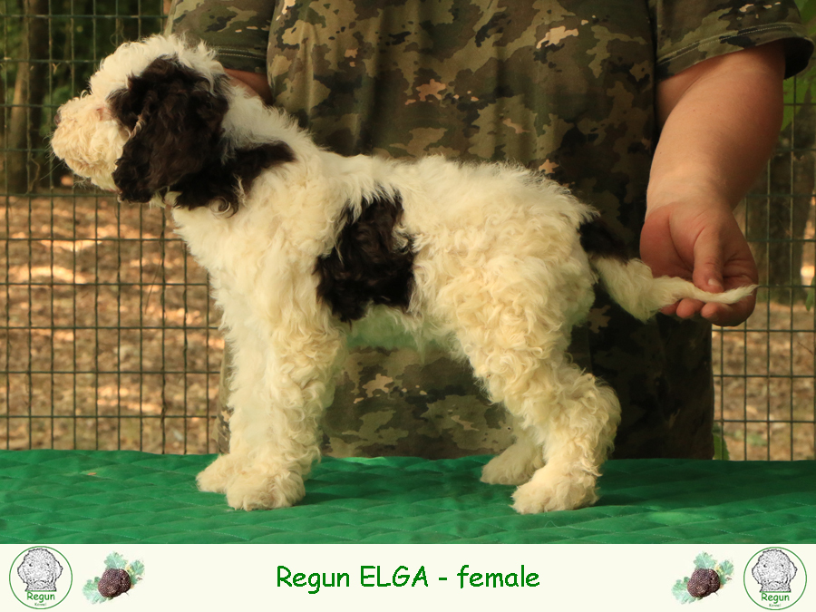 elga02