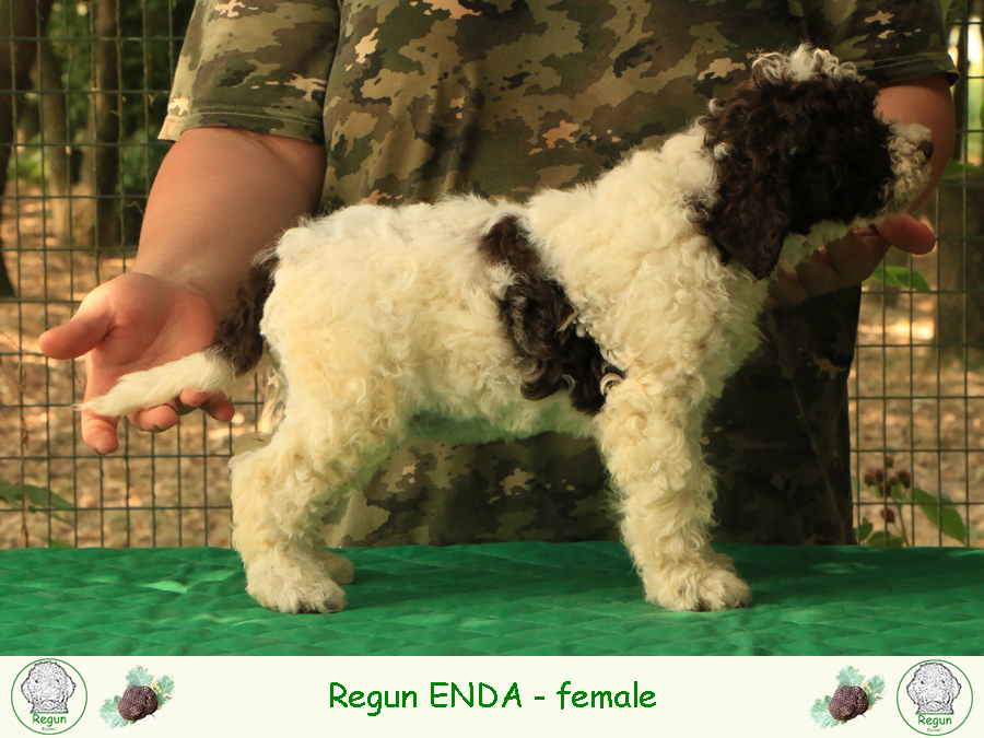 enda01
