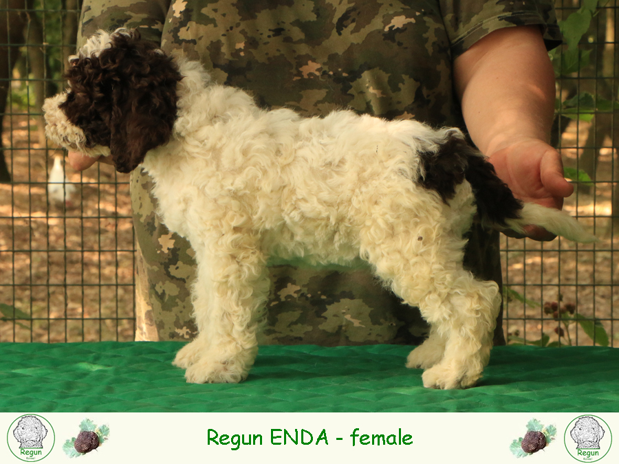 enda02