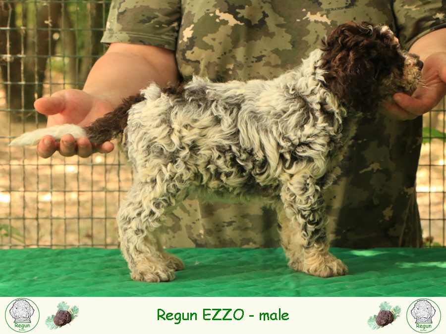 ezzo01