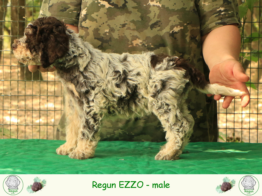 ezzo02