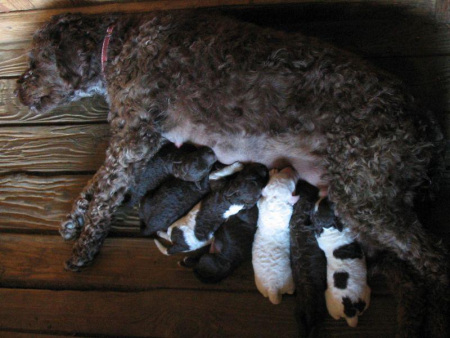 f-litter