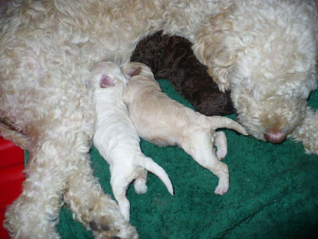g-litter