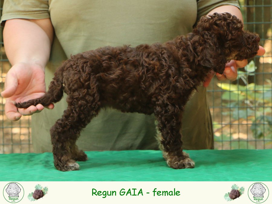 gaia01