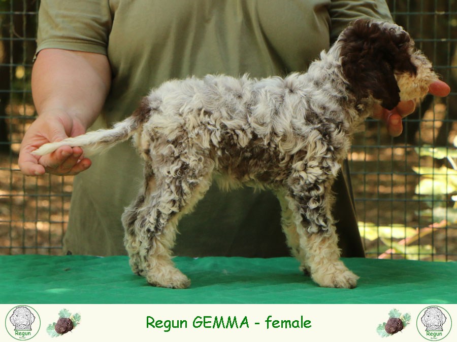 gemma01