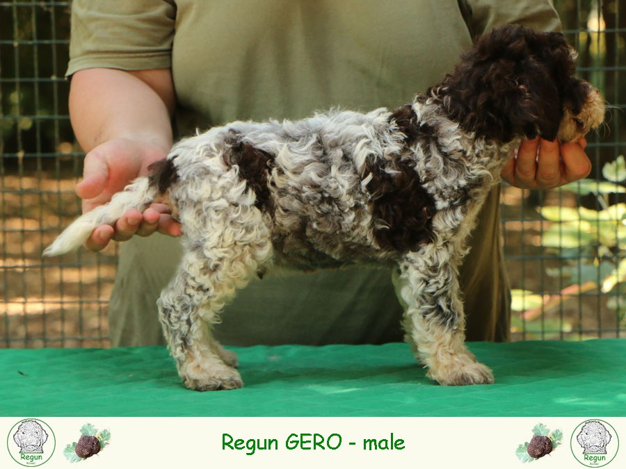 gero01