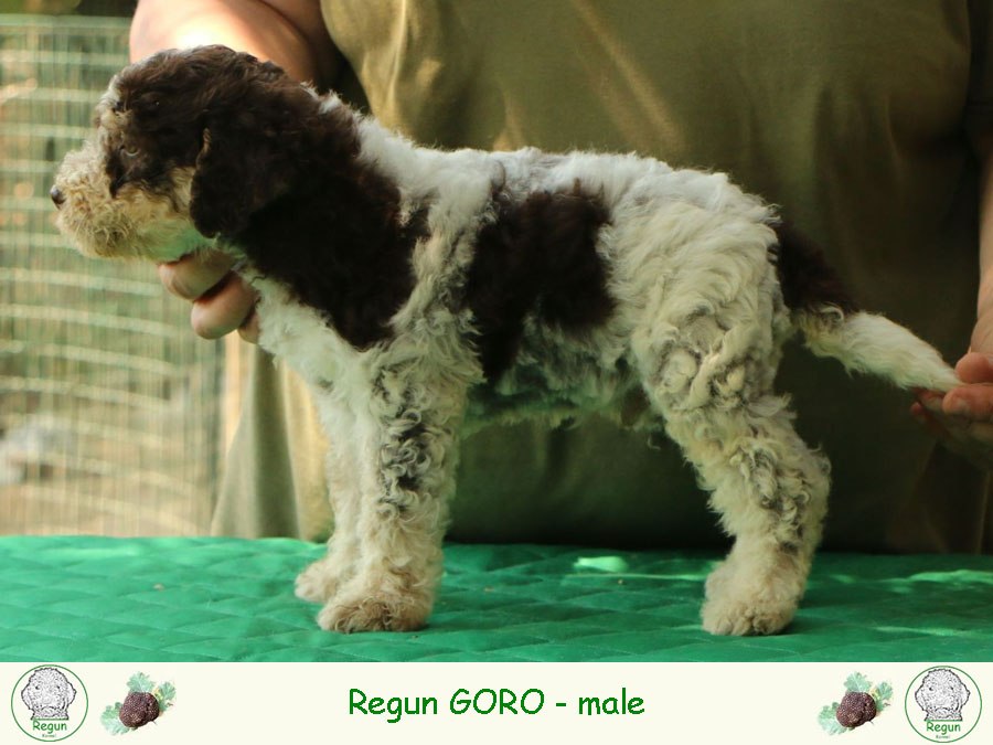 goro01
