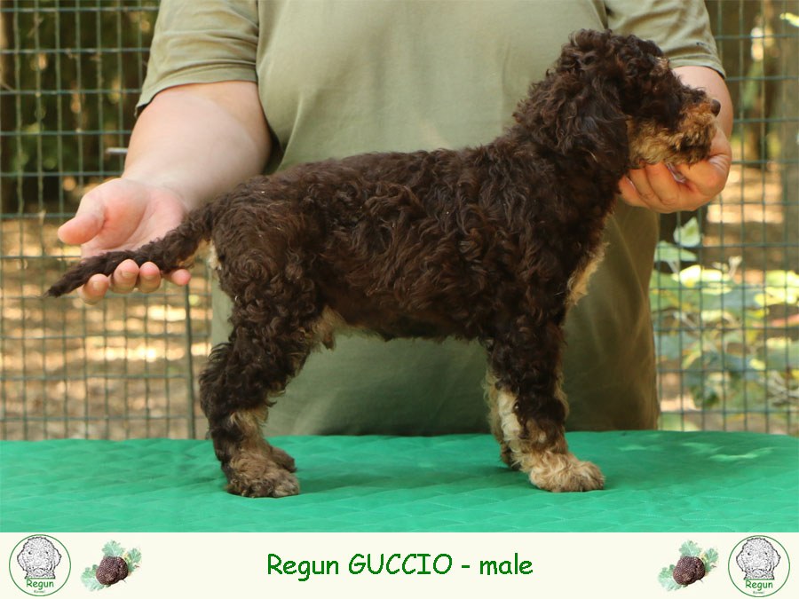 guccio01