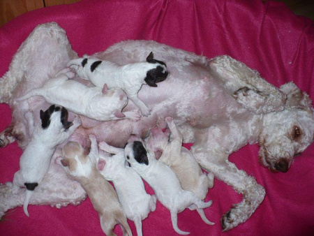 i-litter