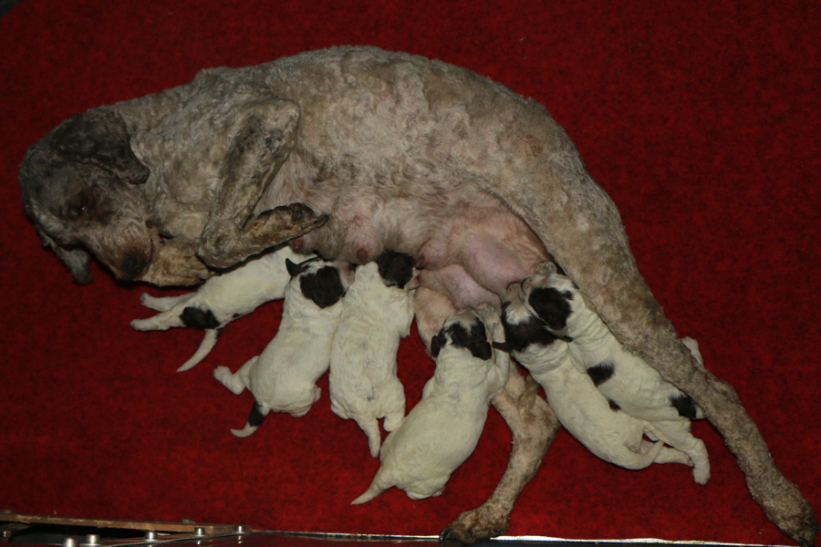 i2-litter01