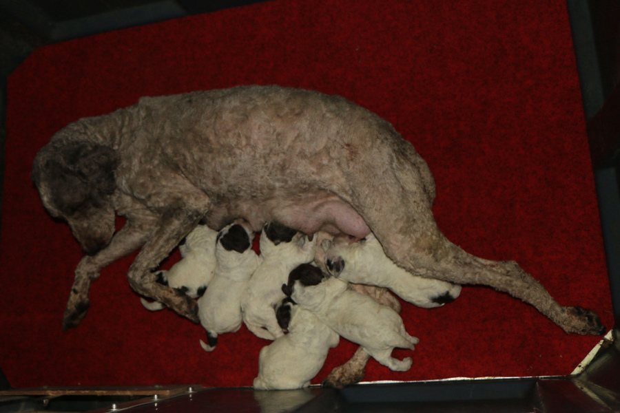 i2-litter02