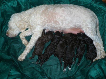 j-litter