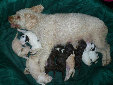 k-litter
