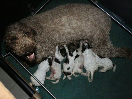 l-litter
