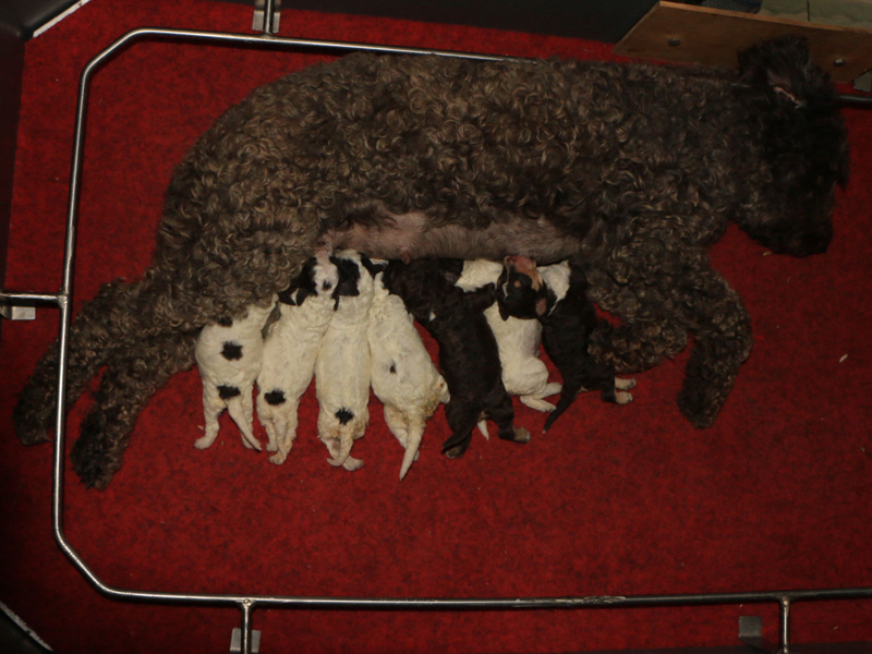 l2-litter01