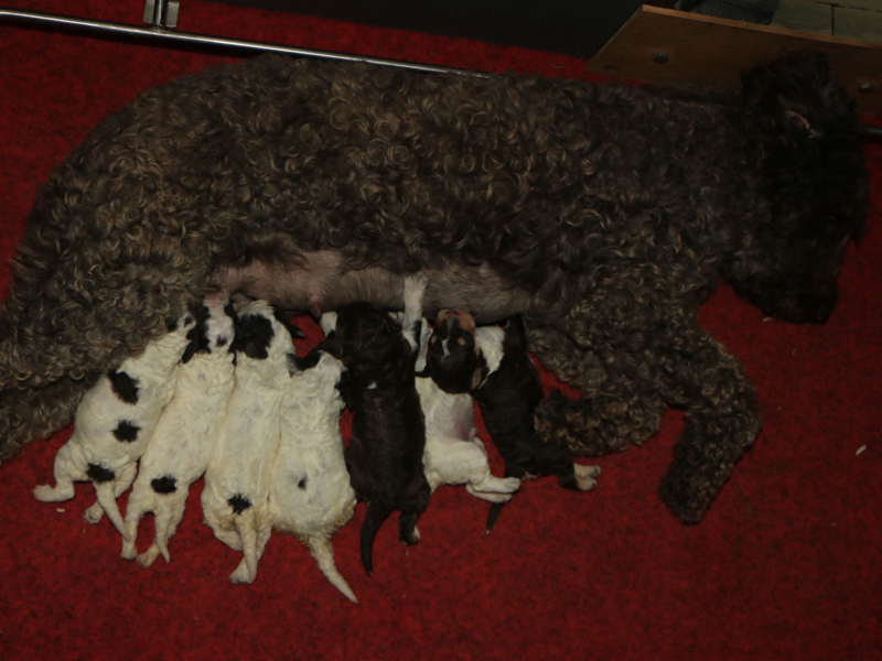 l2-litter02