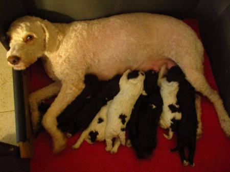 m-litter
