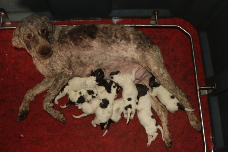 n2-litter01