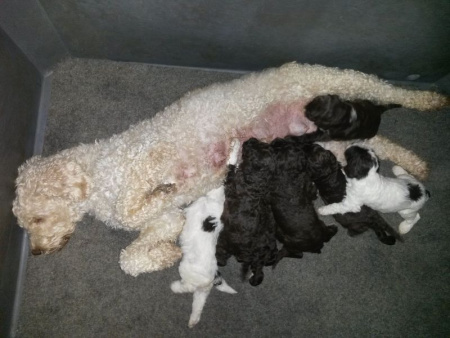 o-litter
