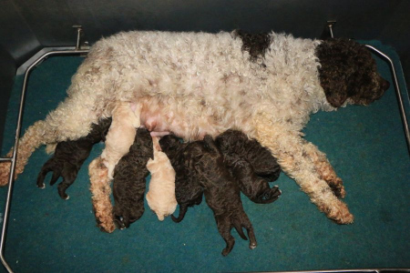 r-litter