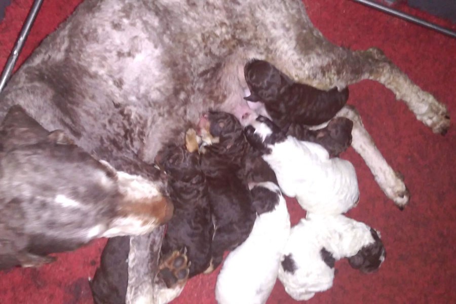 t2-litter01