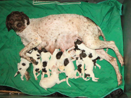 v-litter